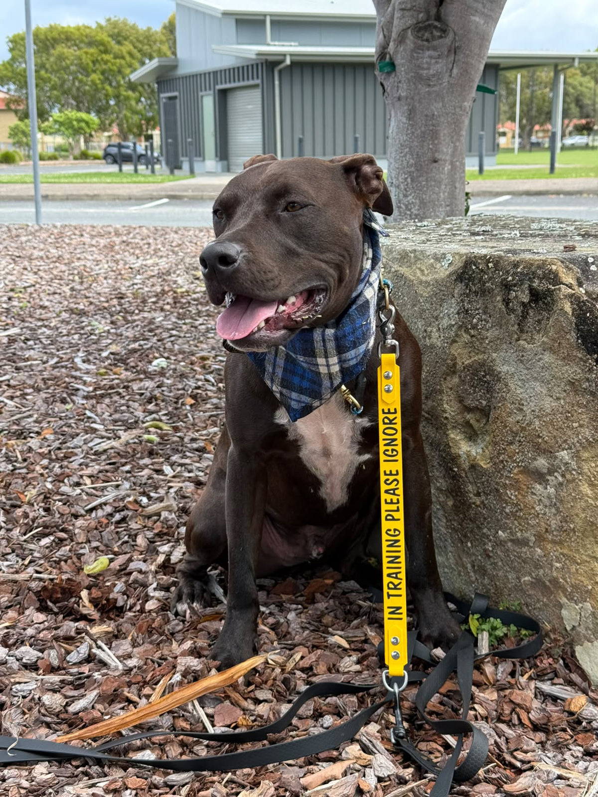 "In training pls ignore" Leash extender