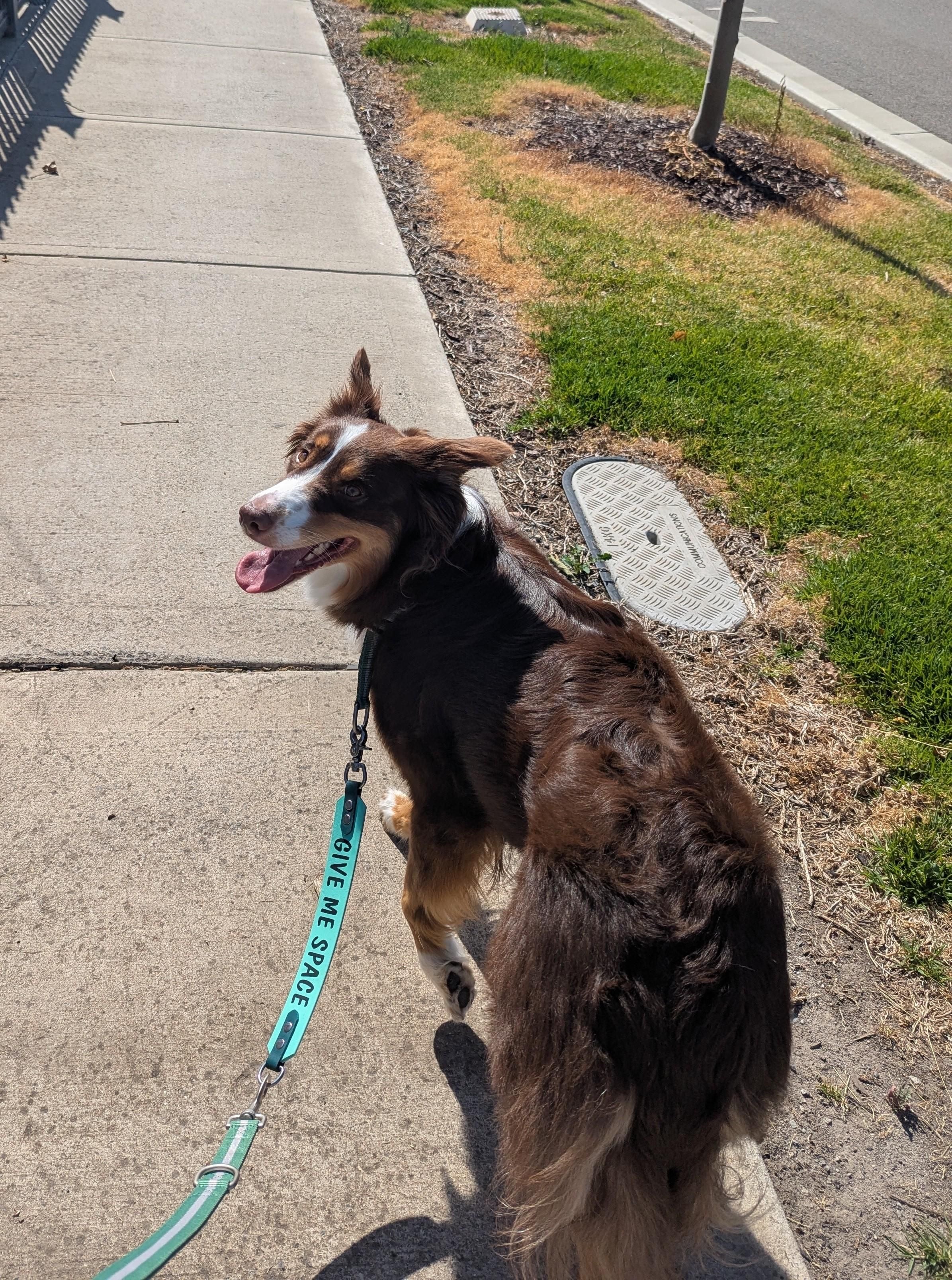 Custom print Leash extender