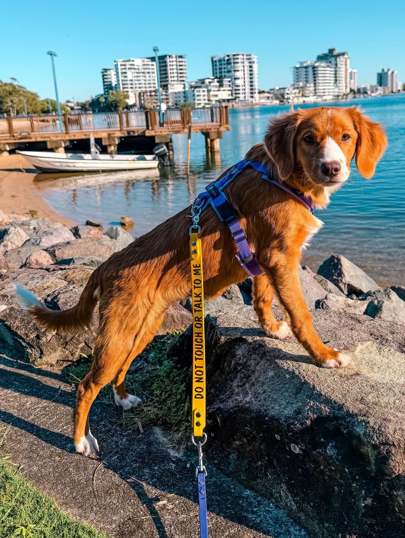 Leash extender