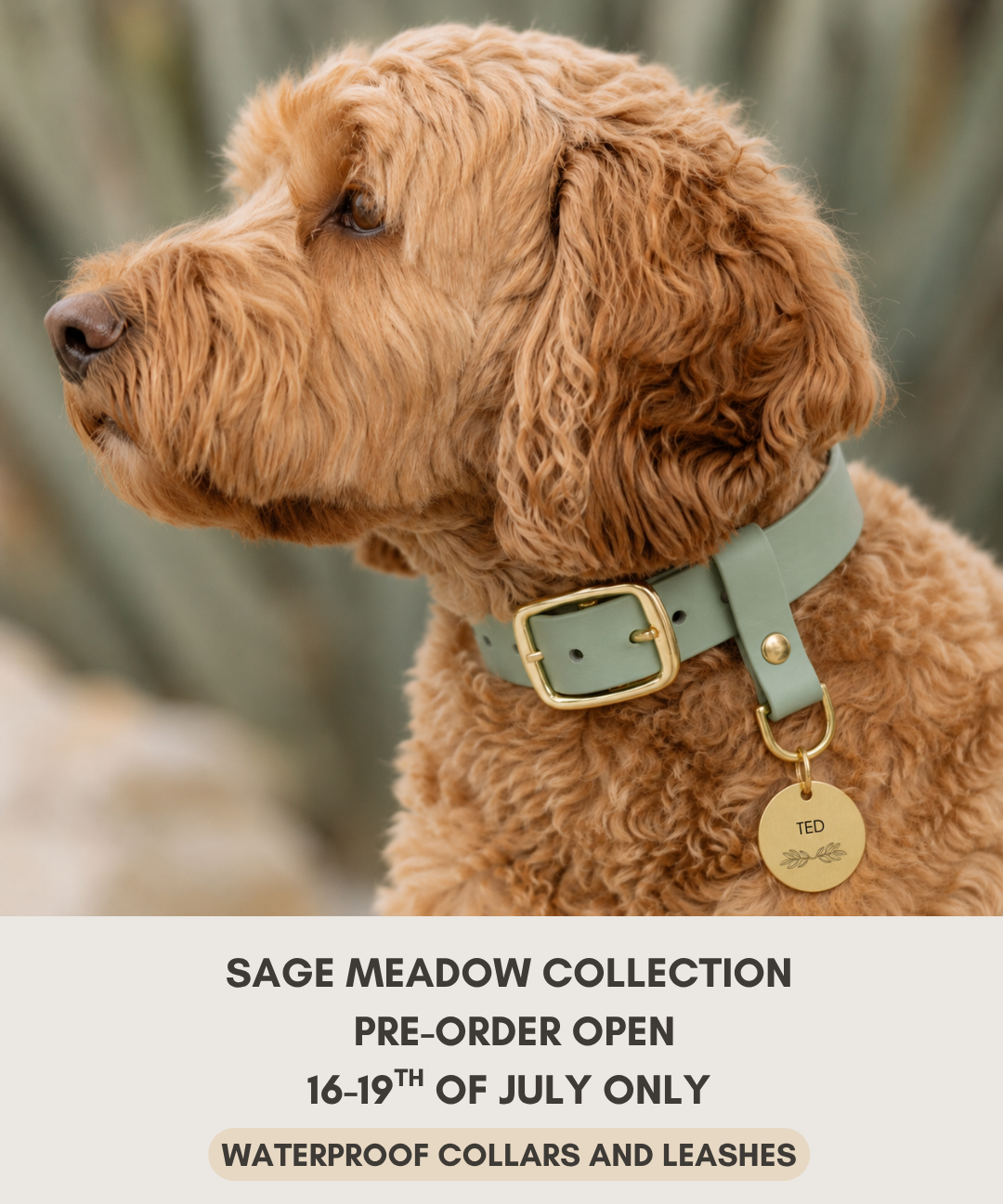 A brown curly-haired dog wearing a sage green collar with a gold buckle and tag, shown against a blurred outdoor background. The lower portion of the image has a beige text block reading 'SAGE MEADOW COLLECTION PRE-ORDER OPEN 16-19TH OF JULY ONLY' and 'WATERPROOF COLLARS AND LEASHES'.
