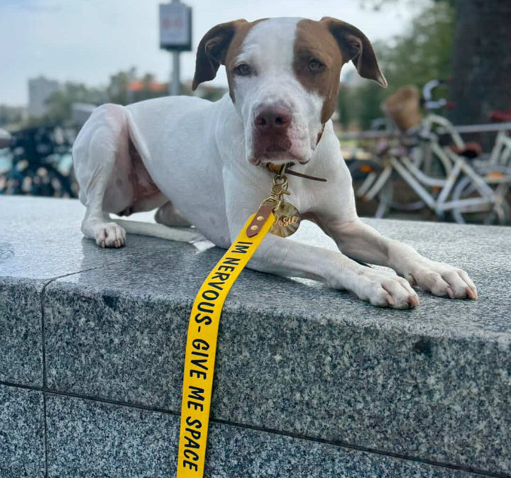 Dog on a leash with a warning sign, sitting on a stone ledge outdoors.