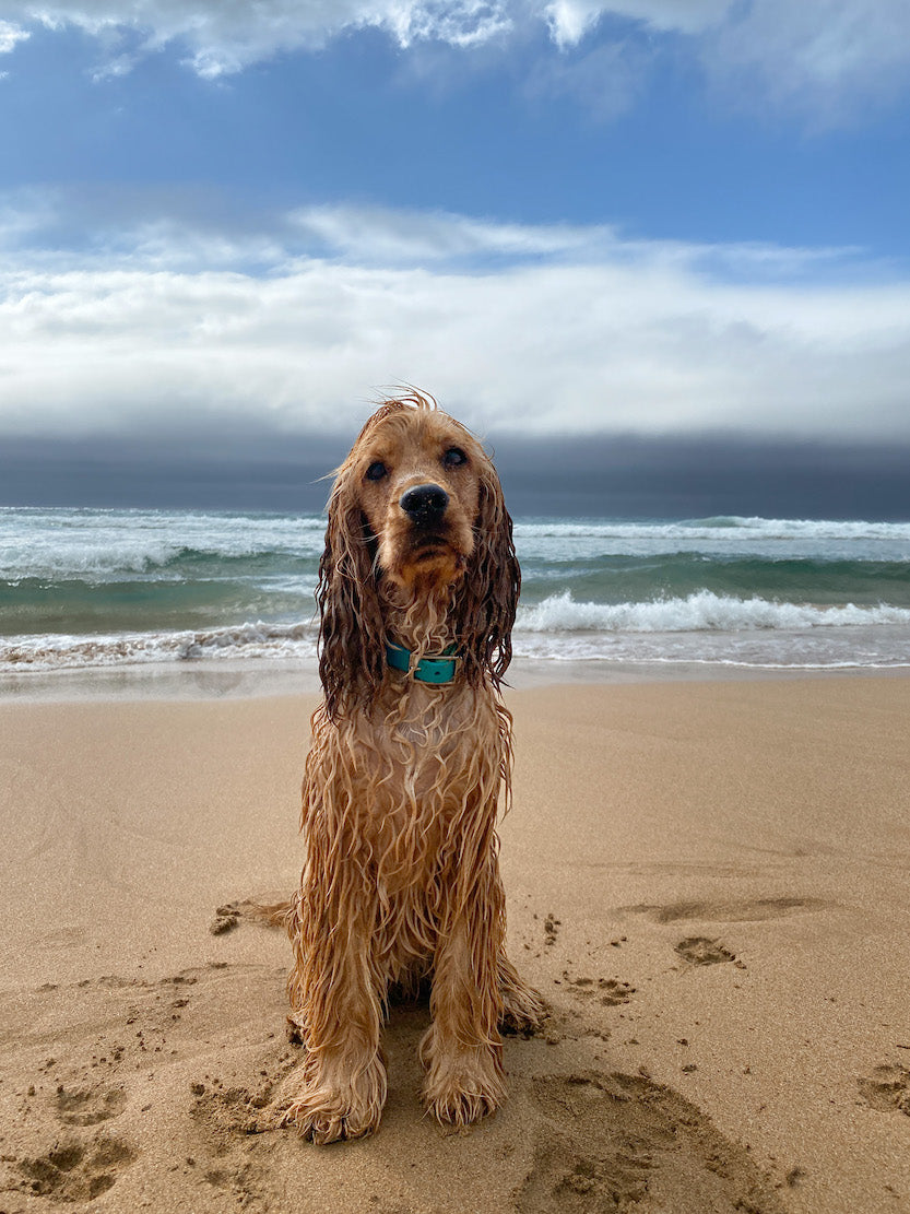 Australian Handmade Dog Collars and Leads Native Collars