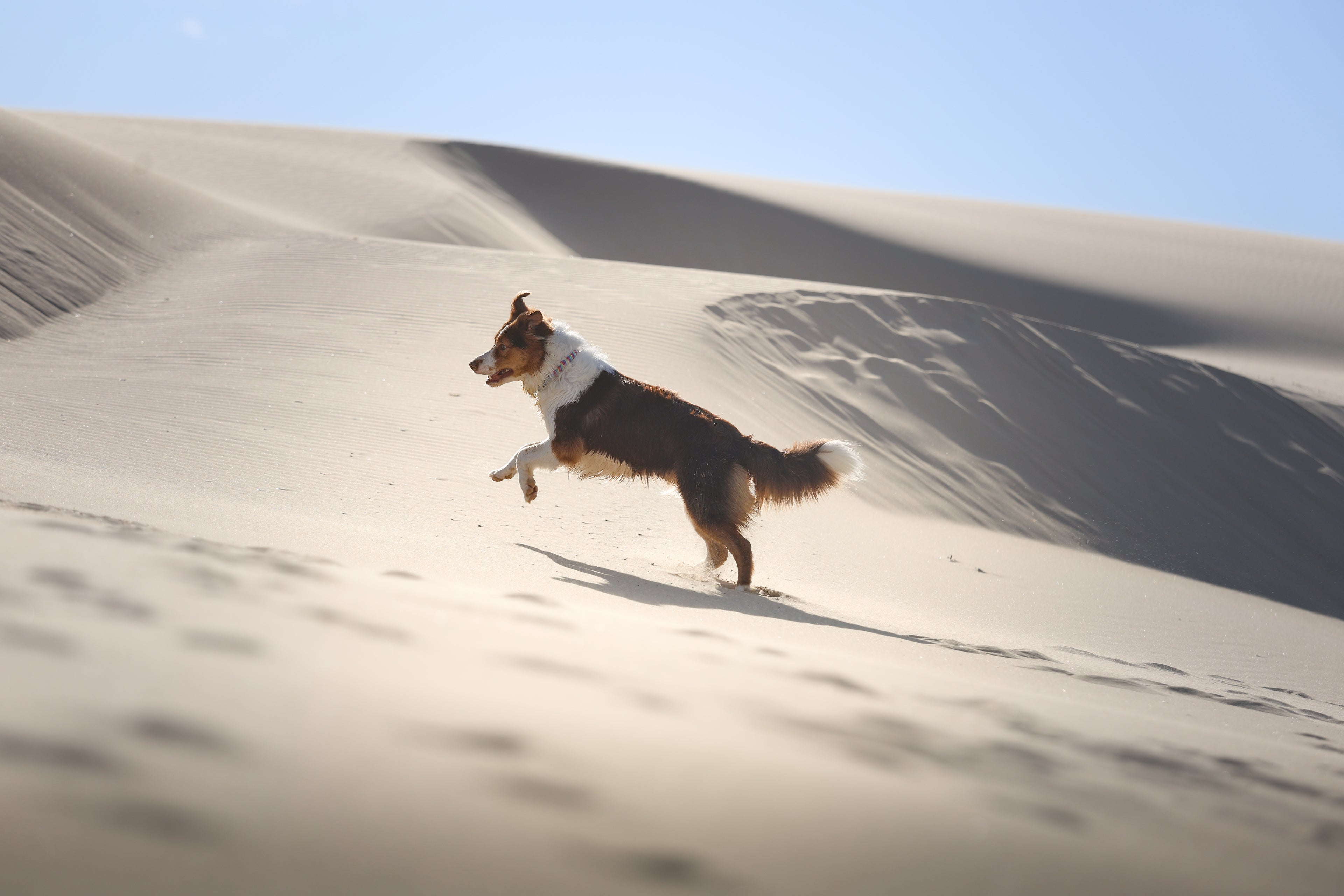 border collie dog running around on sand dunes