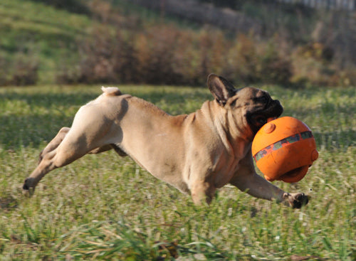 Major Dog BALL SMALL