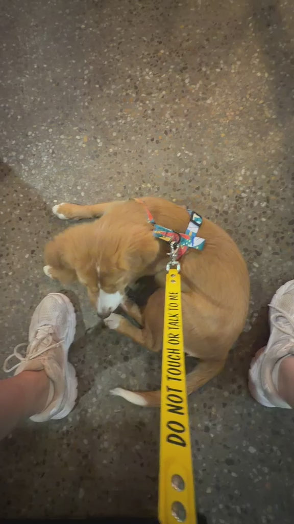 Leash extender