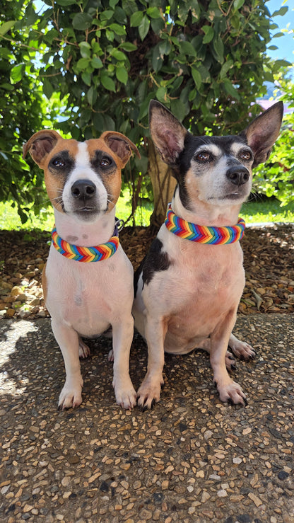 Two dogs wearing pride inspired dog collars