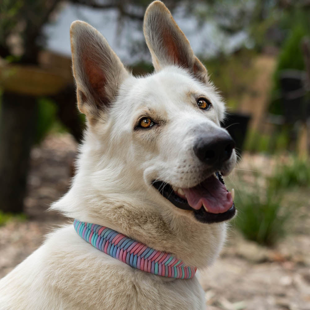 white-sherpherd-wearing-pastel-paracord-dog-collar