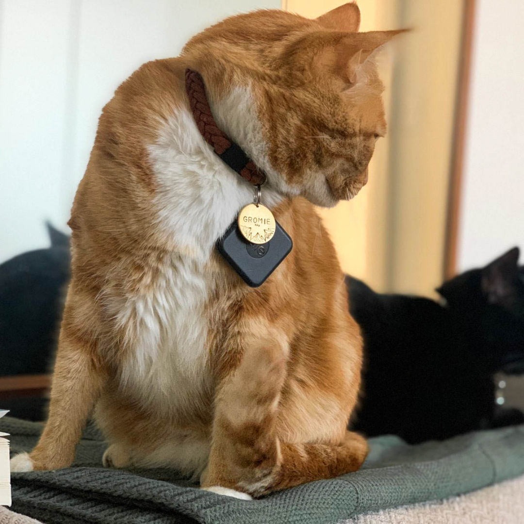 Orange Cat wearing Paracord Rust Cat Collar with Tag and Black Cat in the background (5181971759244)