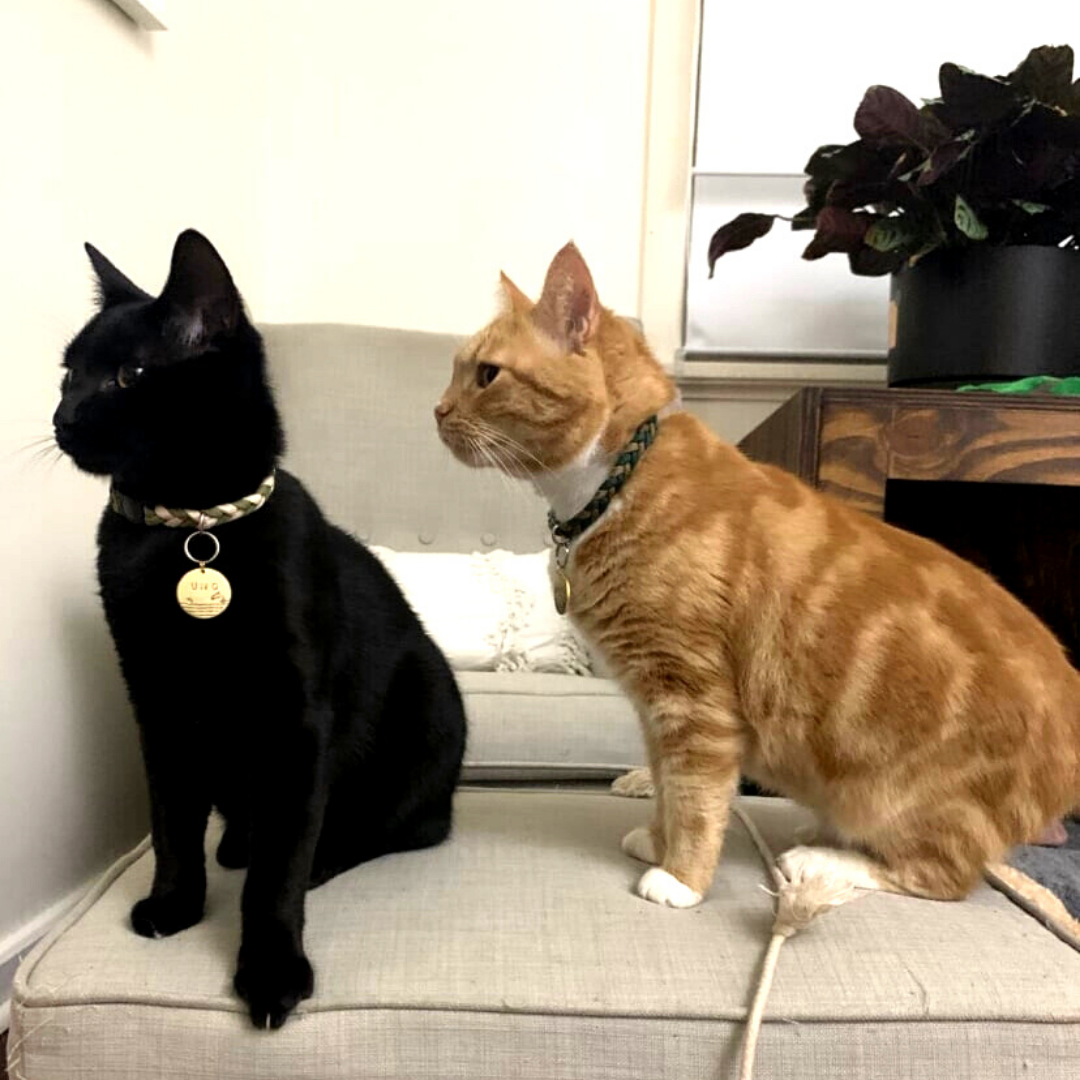 Two cats sitting on a chair together. Black Cat wearing Moss and Cream Paracord Collar with a golden tag and Tiger Cat wearing emerald green and grey Paracord Collar by Native Collars (5181971759244)