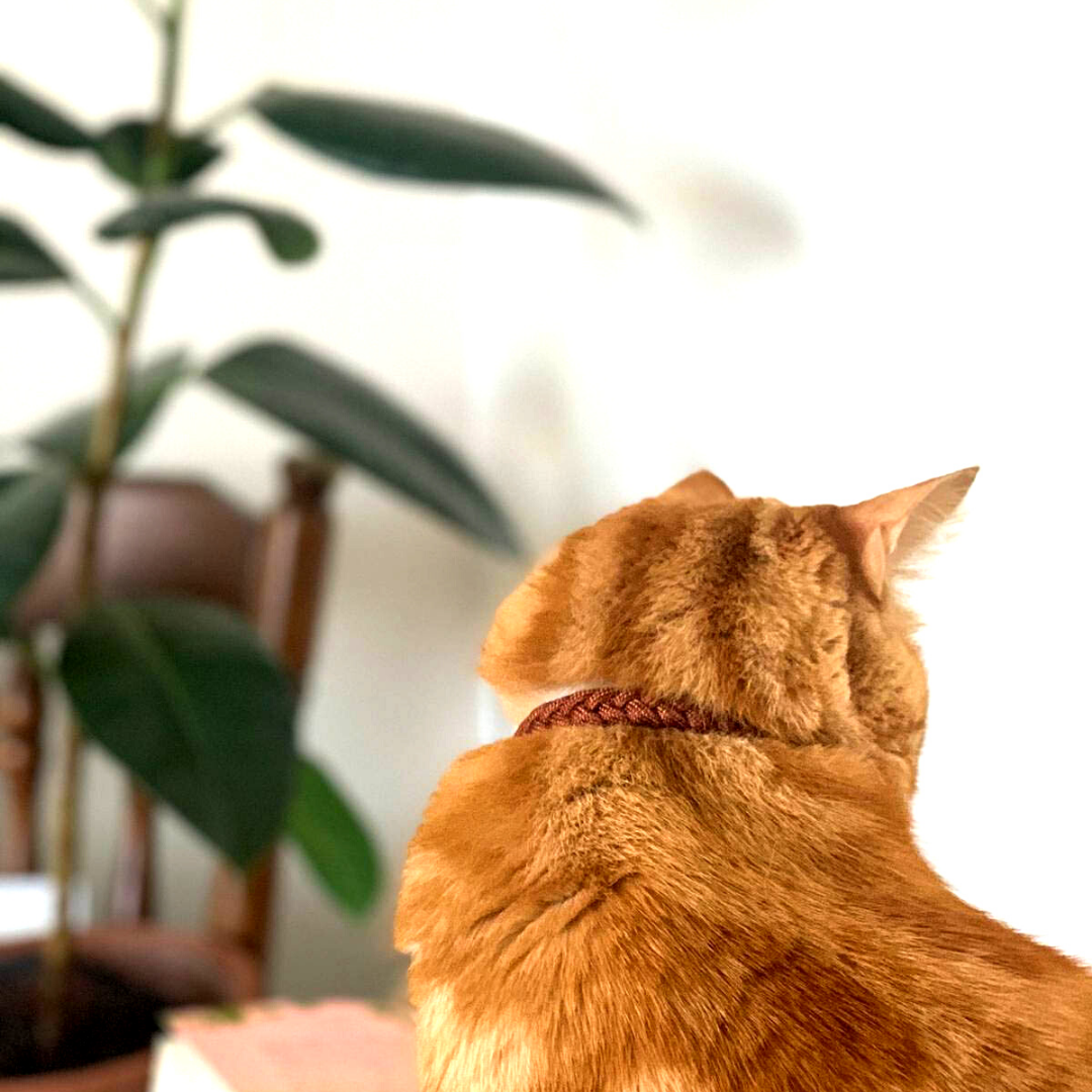 Orange Cat wearing a rust cat collar made from Paracord in front of Plants (5181971759244)