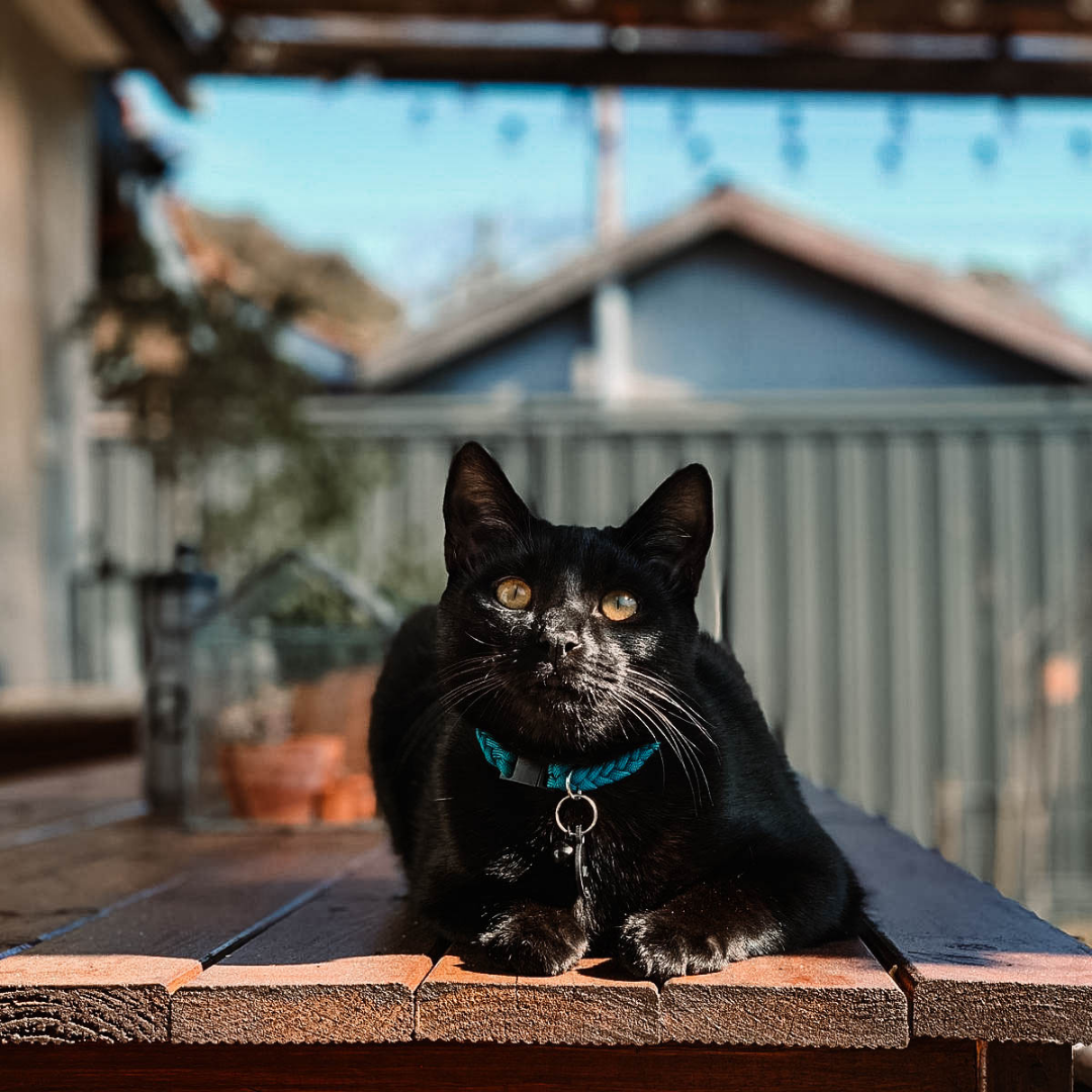 Black Cat sitting on a table outdoors and wearing Teal Paracord Cat Collar by Native Collars (5181971759244)