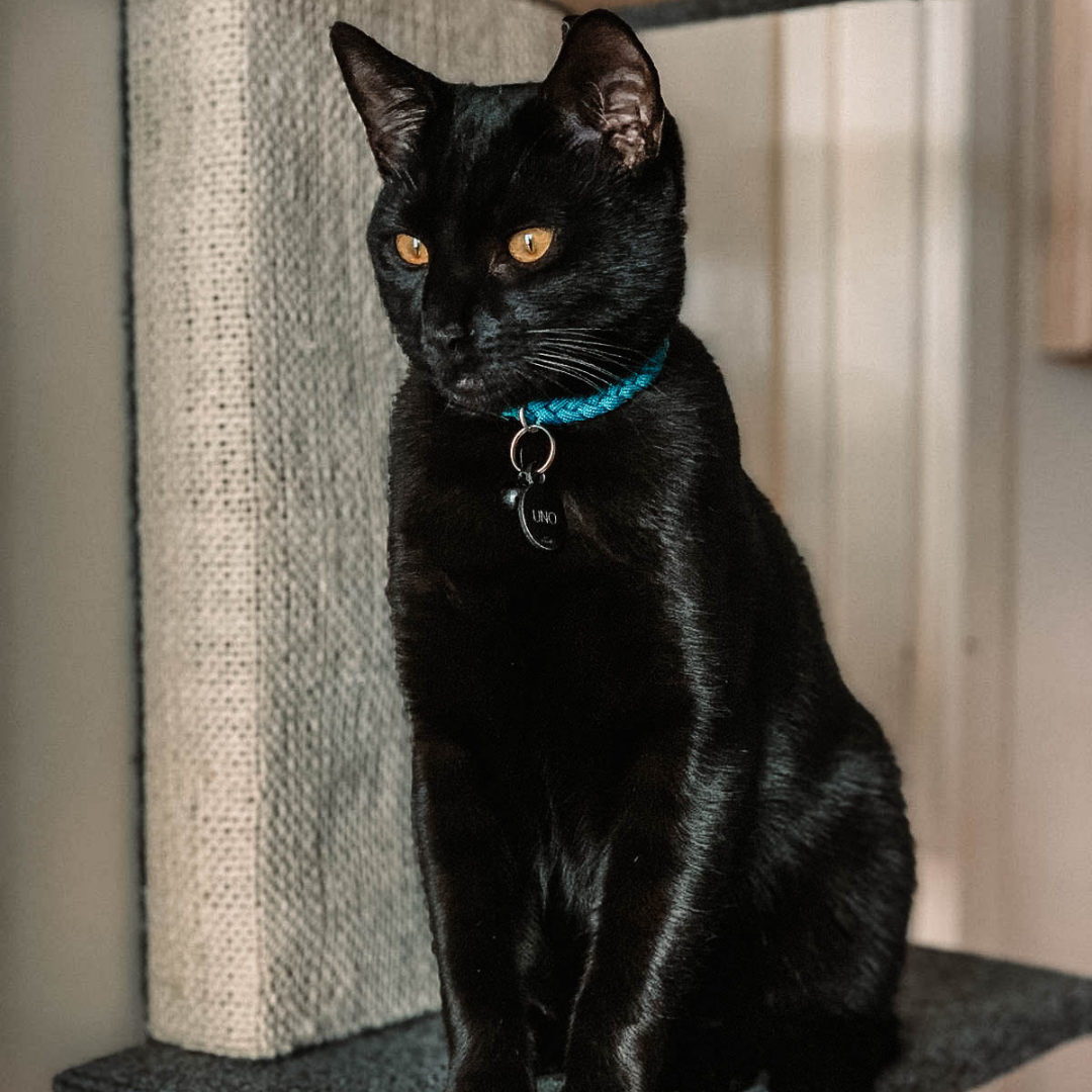 Black Cat with orange eyes wearing a Paracord Cat Collar in Teal (5181971759244)