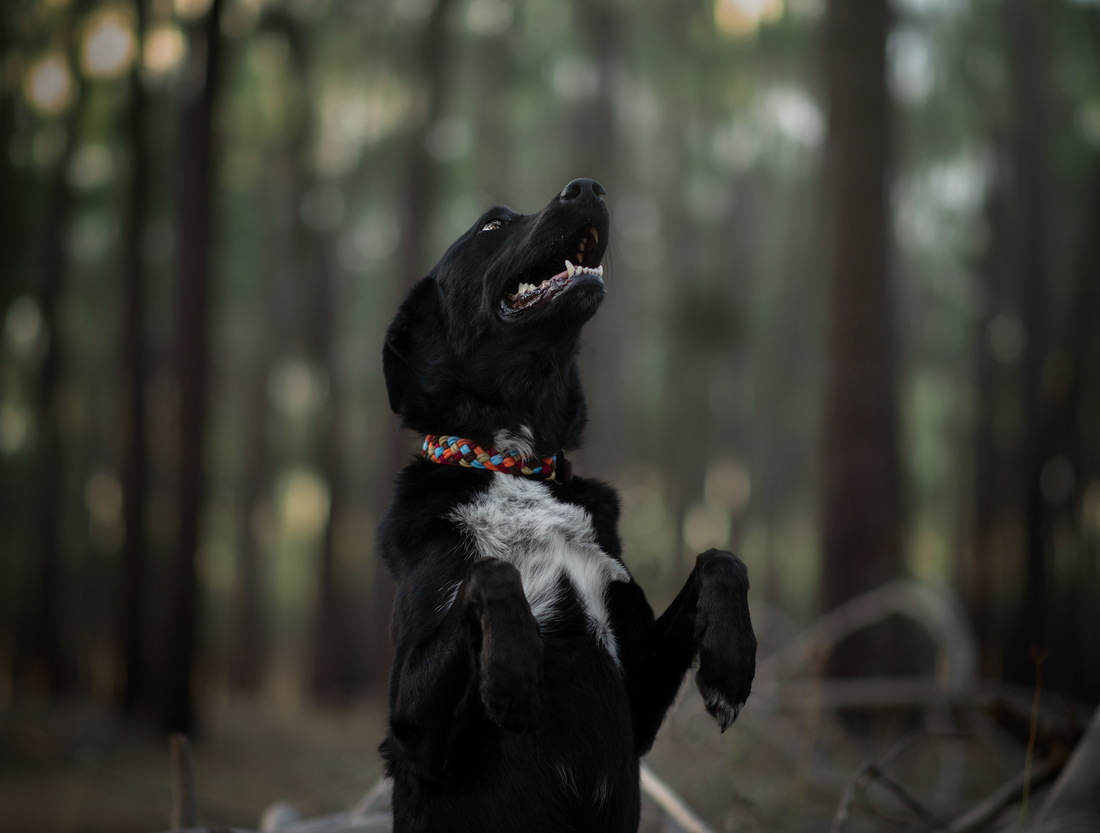 Uluru Paracord Collar