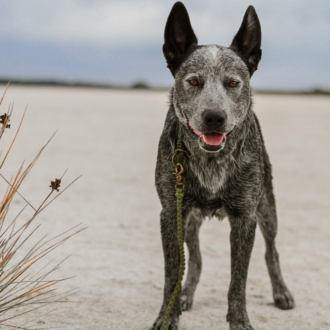 Multi-Functional Leash Light-weight (5066252288140)