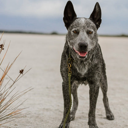 Multi-Functional Leash Light-weight (5066252288140)