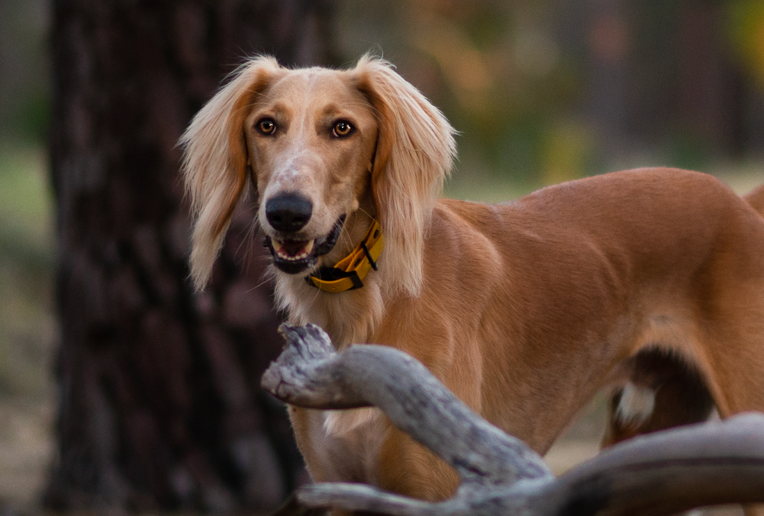 Custom BioThane Dog Collar – Design your own!