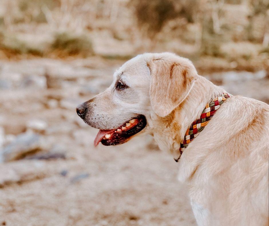 Murray Paracord Collar Native Collars  (4748596707468)
