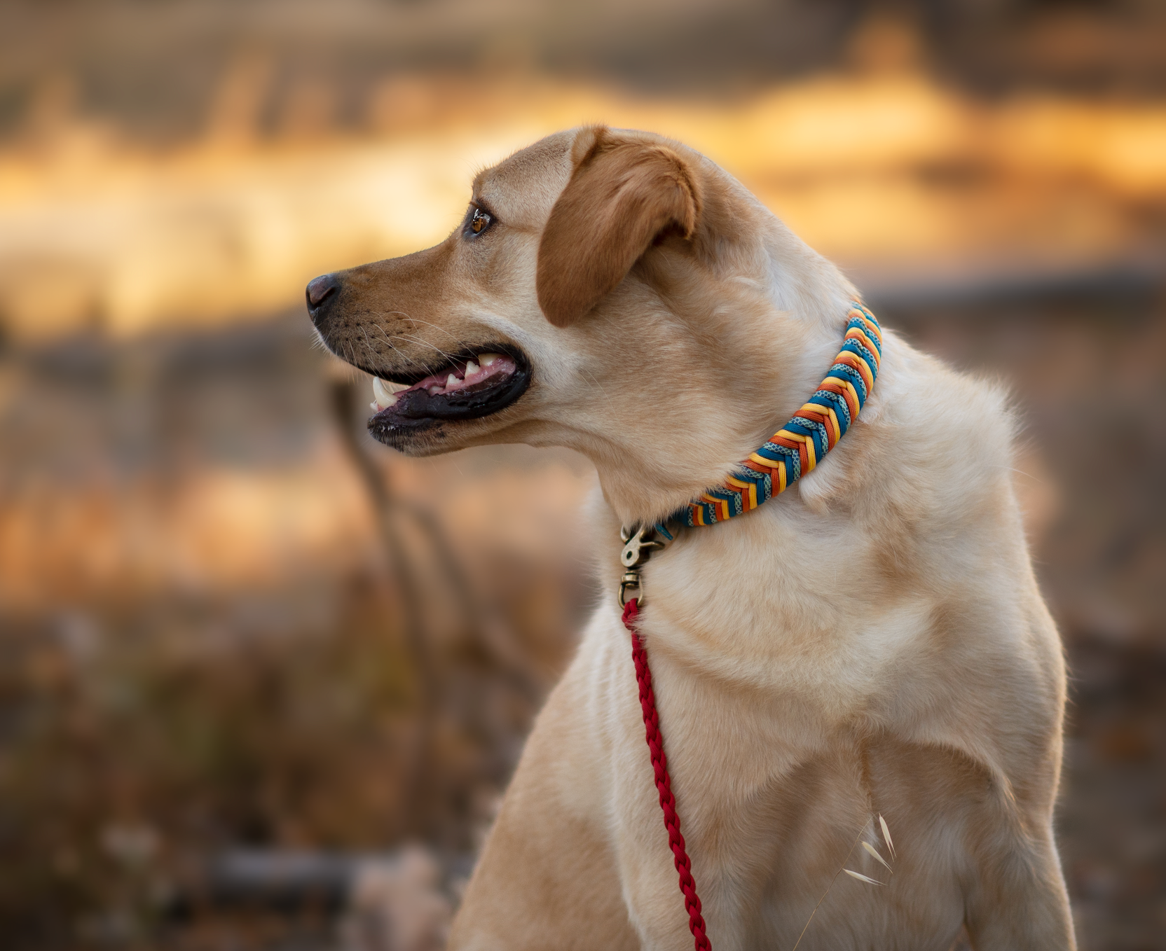 Custom paracord dog shop collar